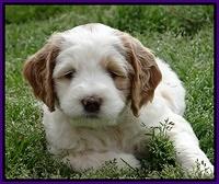 Dawn Rugby pups 6 wks old 61