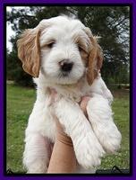 Dawn Rugby pups 7 wks old 41