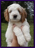 Dawn Rugby pups 7 wks old 51