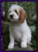 Dawn Rugby pups 8 wks old 41