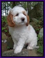 Dawn Rugby pups 8 wks old 51