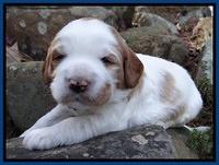 Dawn Rugby pups 3 wks old 91