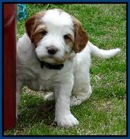 Dawn Rugby pups 5 wks old 151