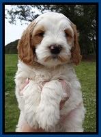 Dawn Rugby pups 7 wks old 61
