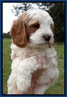 Dawn Rugby pups 7 wks old 71