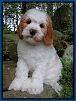 Dawn rugby pups 8 wks old1 1100