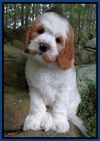 Dawn rugby pups 8 wks old3 1100