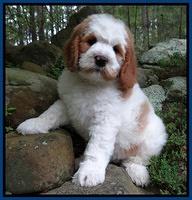 Dawn rugby pups 8 wks old5 1100