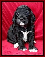 Dawn Rugby pups 4 wks old 91