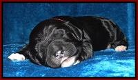 Dawn Rugby pups one week old 71