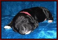 Dawn Rugby pups one week old 81