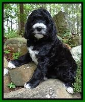 Dawn Rugby pups 8 wks old 181