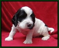 Dawn Rugby pups 4 wks old 151