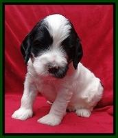 Dawn Rugby pups 4 wks old 171