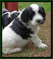 Dawn Rugby pups 5 wks old 501