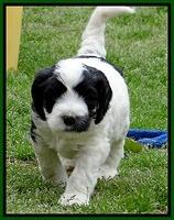 Dawn Rugby pups 6 wks old 251