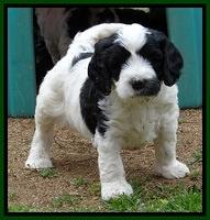 Dawn Rugby pups 6 wks old 261