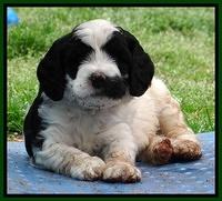 Dawn Rugby pups 6 wks old 271