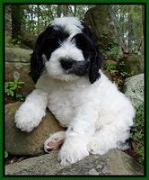 Dawn Rugby pups 8 wks old 91