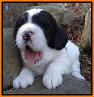 Dawn Rugby pups 3 wks old 211