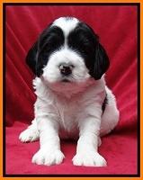 Dawn Rugby pups 4 wks old 191