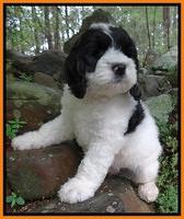 Dawn rugby pups 8 wks old1 10000