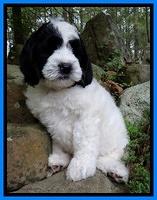 O'Grady family: Bogey