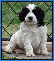 Dawn Rugby pups 6 wks old 401