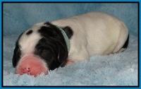 Dawn Rugby pups newborn 201