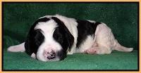 Dawn Rugby pups 2 wks old 181