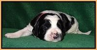 Dawn Rugby pups 2 wks old 201