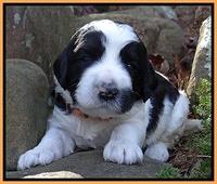 Dawn Rugby pups 3 wks old 281