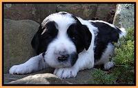 Dawn Rugby pups 3 wks old 291