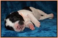 Dawn Rugby pups one week old 201