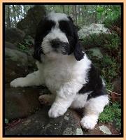 Dawn rugby pups 8 wks old2 200