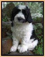 Dawn rugby pups 8 wks old3 200