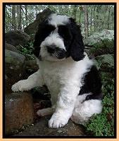 Dawn rugby pups 8 wks old4 200