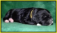 Dawn Rugby pups 2 wks old 261