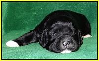 Dawn Rugby pups 2 wks old 271