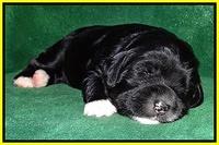 Dawn Rugby pups 2 wks old 281