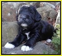 Dawn Rugby pups 3 wks old 311