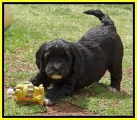 Dawn Rugby pups 6 wks old 501