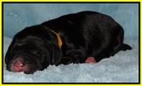 Dawn Rugby pups newborn 241
