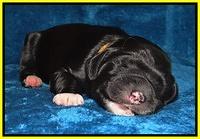 Dawn Rugby pups one week old 211
