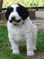 Dawn Rugby pups 5 wks old 611