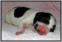 Dawn Rugby pups newborn 261