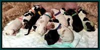 DAwn rugs newborn pups 7