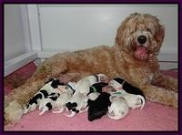 Dawn Rugby pups newborn 271