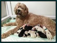 Dawn Rugs newborn pups 4