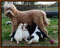 Dawn rugs 4 wks old group 2